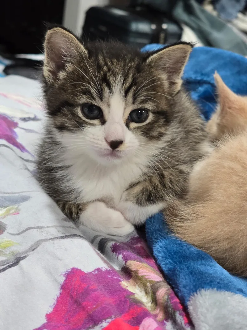 A baby small-sized female Domestic Short Hair cat named Poppy for adoption in Long Beach, CA