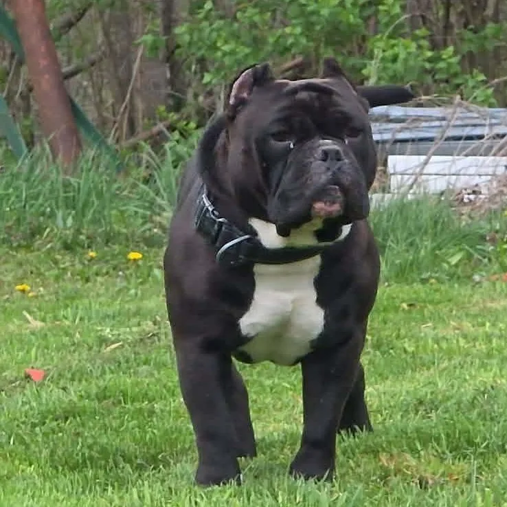 Biggie thumbnail 5