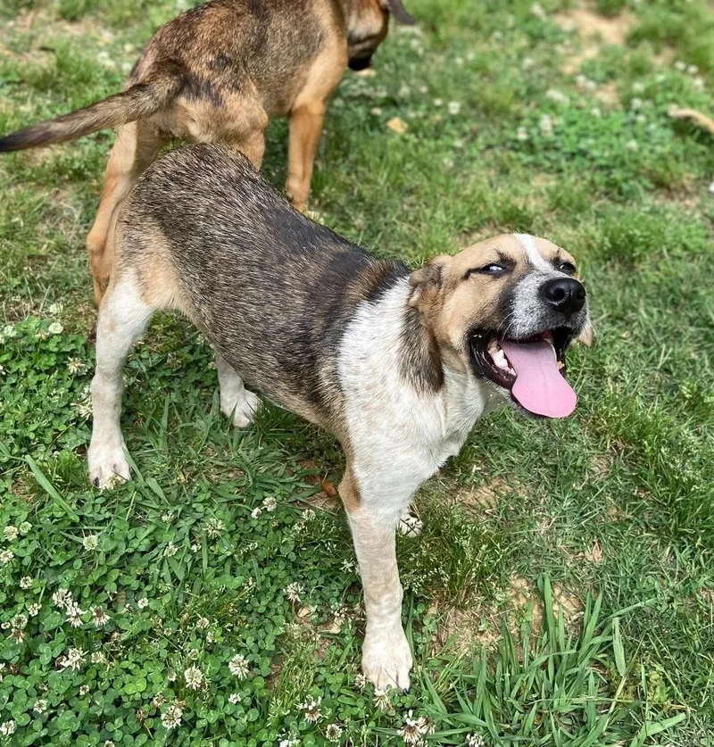 A baby medium-sized male Mixed Breed dog named Sidka for adoption in Fond Du Lac, WI