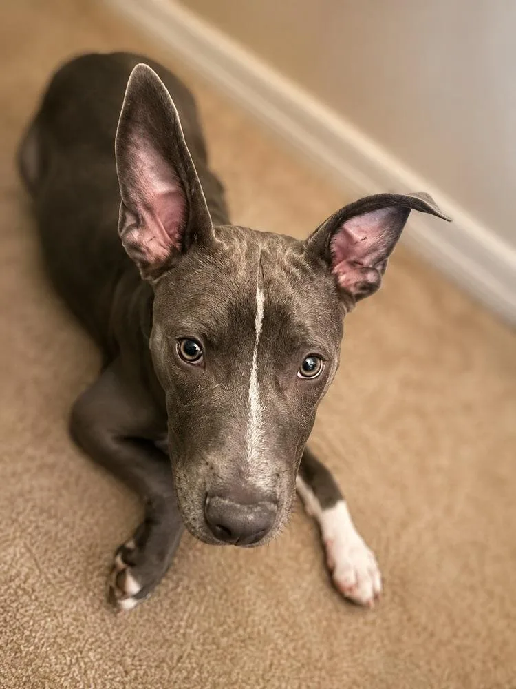 Luna Loo