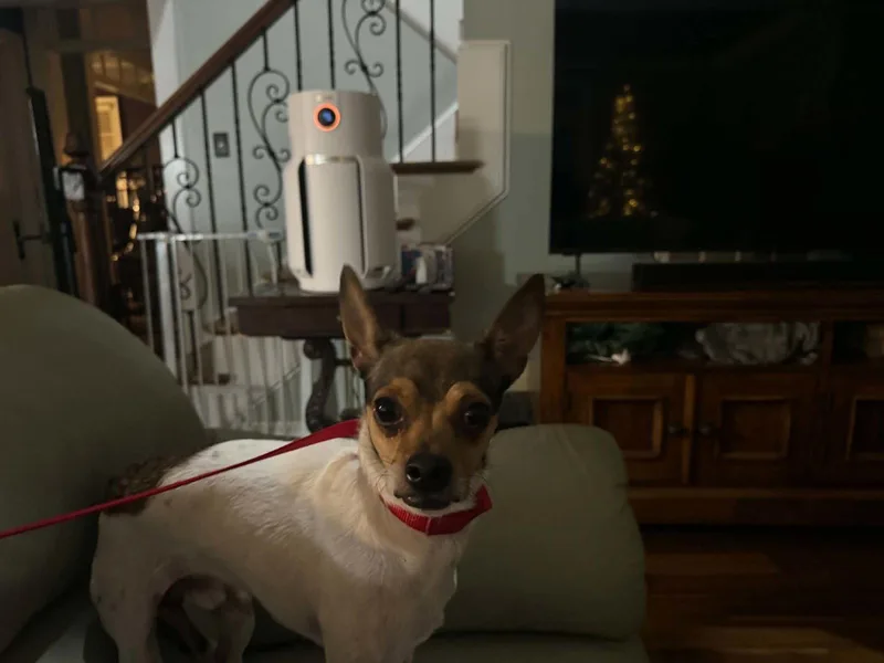 An adult small-sized male Chihuahua dog named Tiny for adoption in Holly Springs, NC