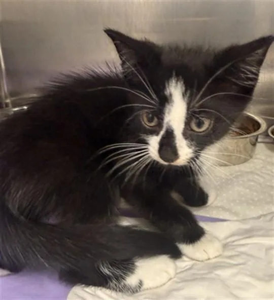 A baby small-sized male Domestic Short Hair cat named Gwaine for adoption in Fort Lauderdale, FL