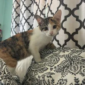 A baby small-sized female Calico Domestic Short Hair cat named Hecate for adoption in Rochester, MN