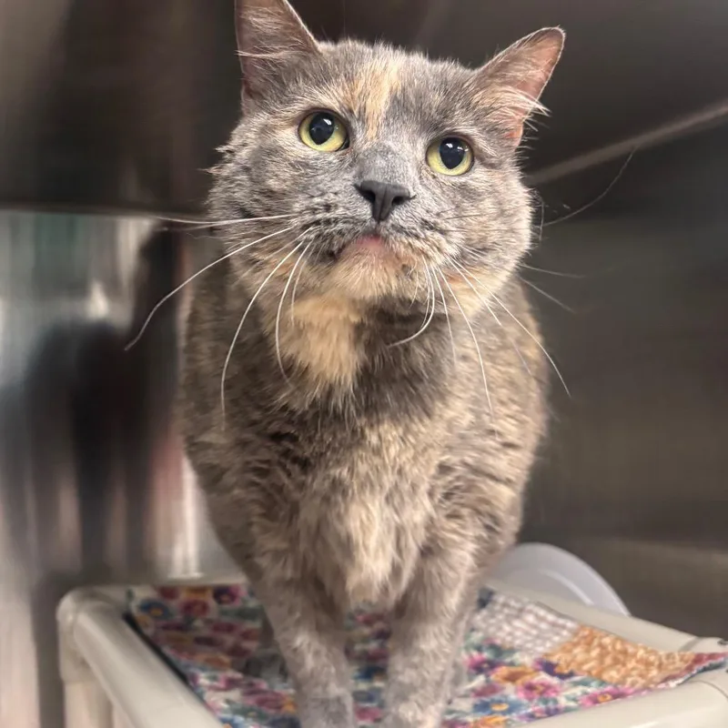 Kerrygold thumbnail 2