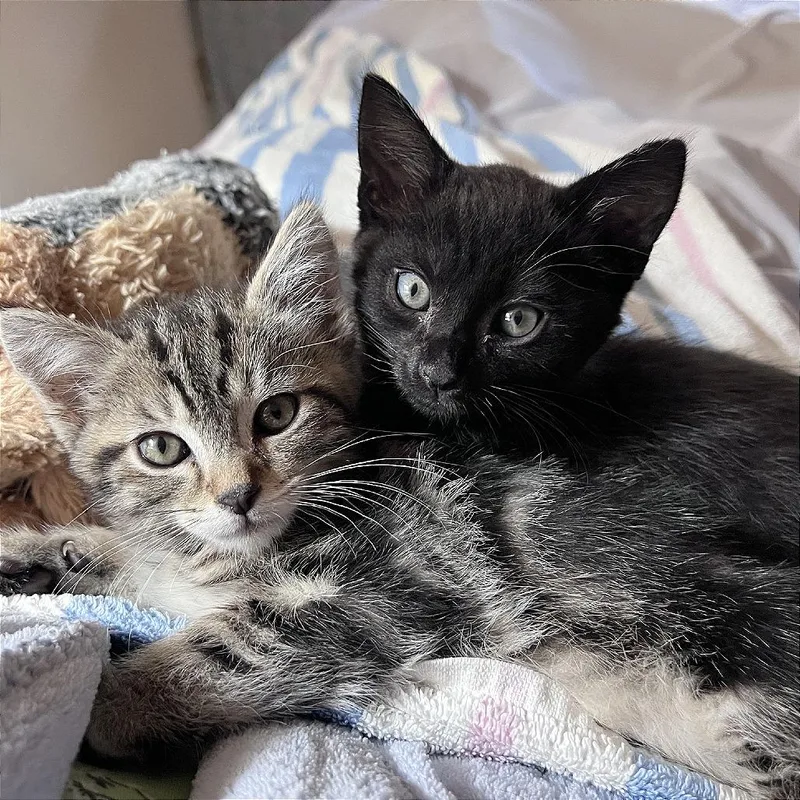 A baby small-sized male Brown / Chocolate Domestic Short Hair cat named A Topsy for adoption in Pleasant Hill, CA