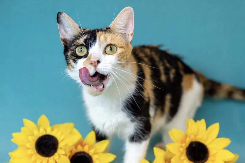 An adult medium-sized female Calico Domestic Short Hair cat named Sparkle for adoption in North Babylon, NY