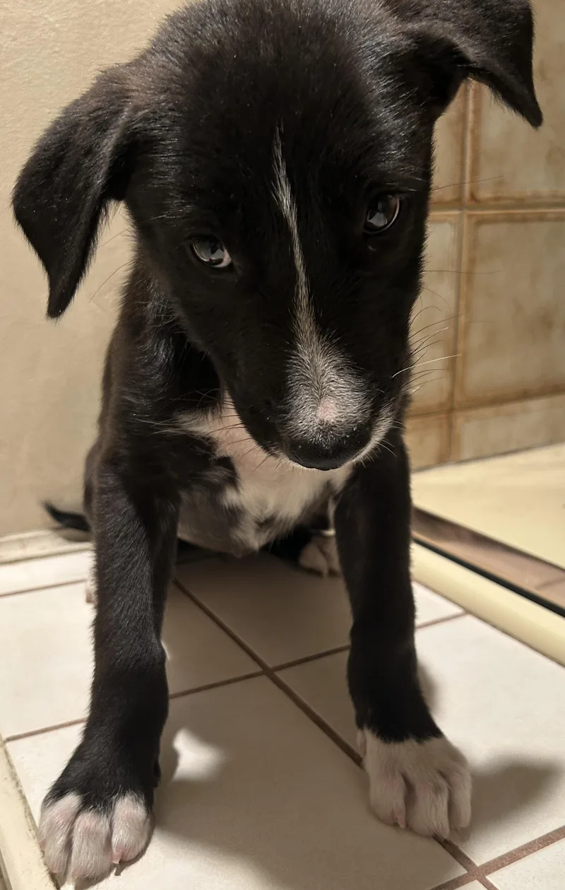A baby medium-sized female Black Labrador Retriever dog named Ava for adoption in El Cajon, CA