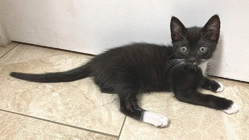 An adult large-sized female Black & White / Tuxedo Domestic Short Hair cat named Socks for adoption in Oviedo, FL