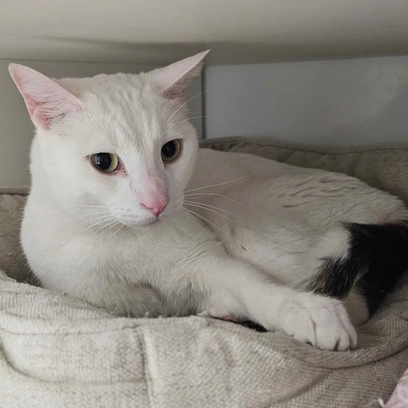 An adult large-sized male White Domestic Short Hair cat named Yoji for adoption in San Diego, CA