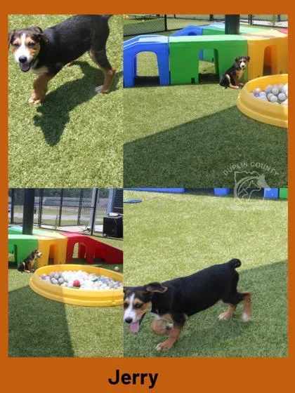 A baby medium-sized male Mixed Breed dog named Jerry for adoption in Kenansville, NC