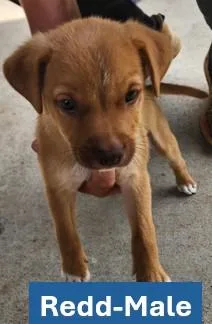A young medium-sized male Apricot / Beige Yellow Labrador Retriever dog named Redd  Americana Litter for adoption in Sheboygan, WI