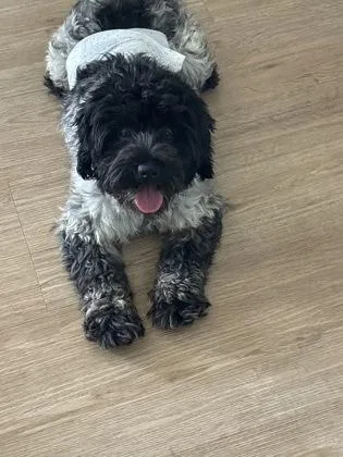 An adult small-sized male Standard Poodle dog named Alex for adoption in Fort Worth, TX