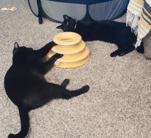 Chickpea And Rueben thumbnail 3