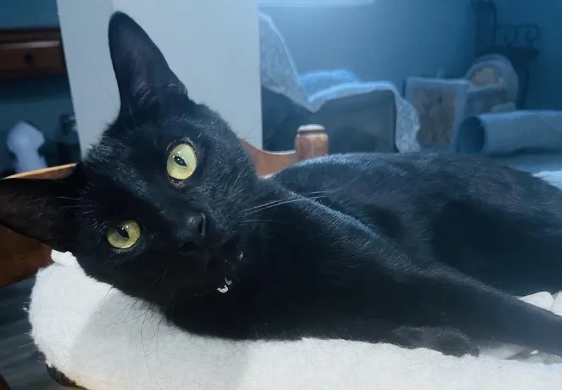 Chickpea And Rueben thumbnail 4