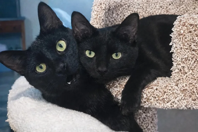 A young medium-sized male Black Domestic Short Hair cat named Chickpea And Rueben for adoption in Farmington, MN