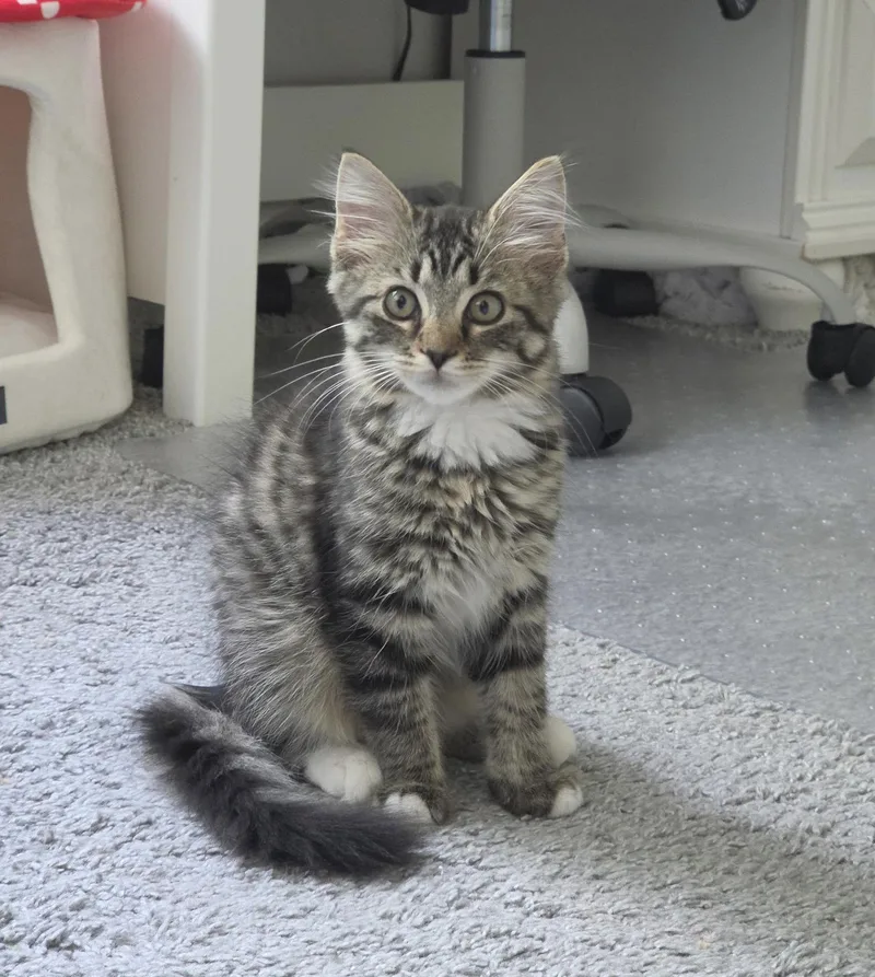 Lilly