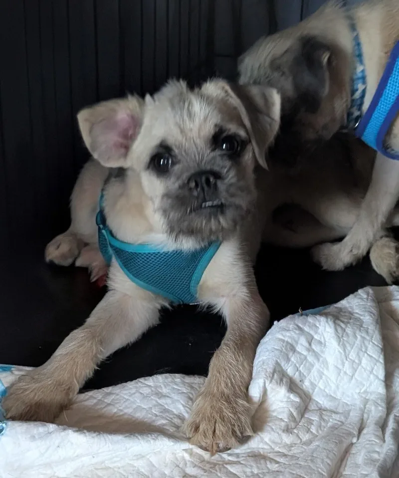 A baby medium-sized male Apricot / Beige Wirehaired Terrier dog named Smoky for adoption in Portland, OR