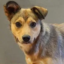 A young medium-sized female Black Shepherd dog named Tarty for adoption in Rapid City, SD
