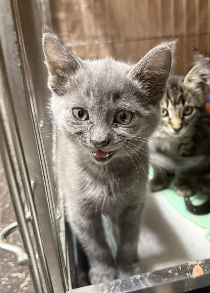 A baby small-sized female American Shorthair cat named BonBon for adoption in Glen Rose, TX