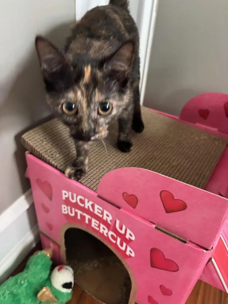 Sprocket thumbnail 2