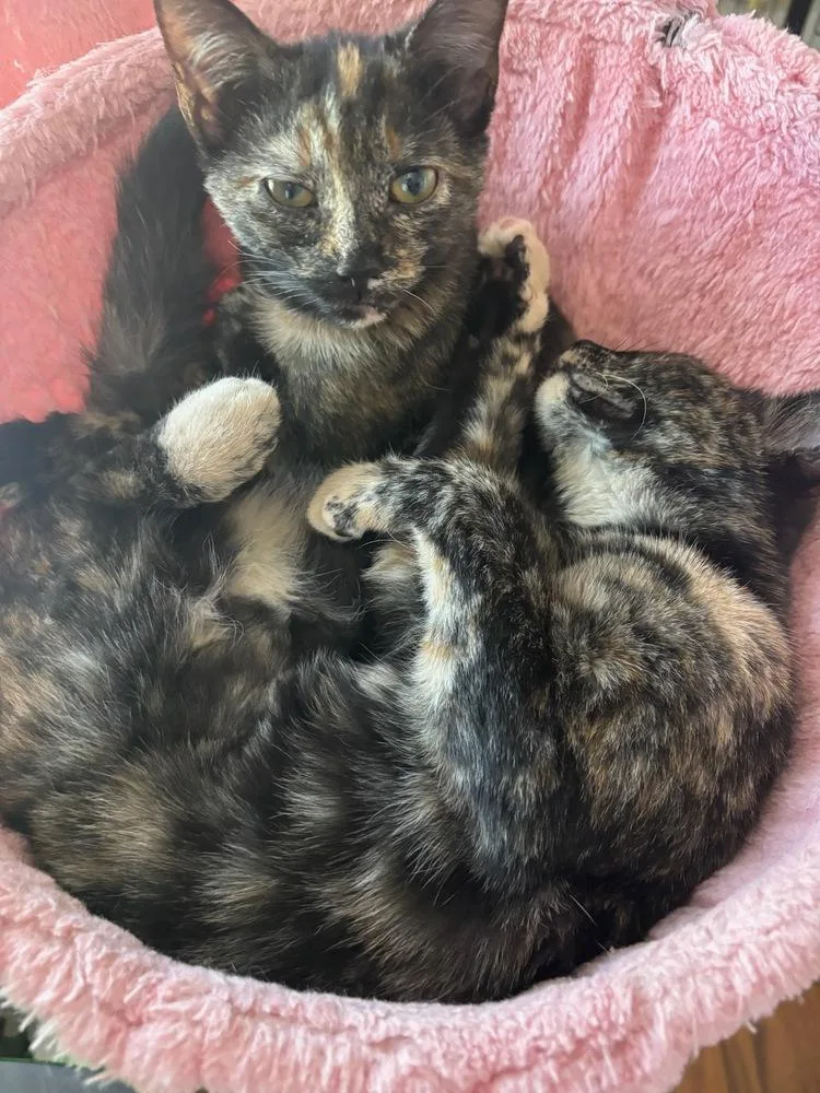 Sprocket thumbnail 4