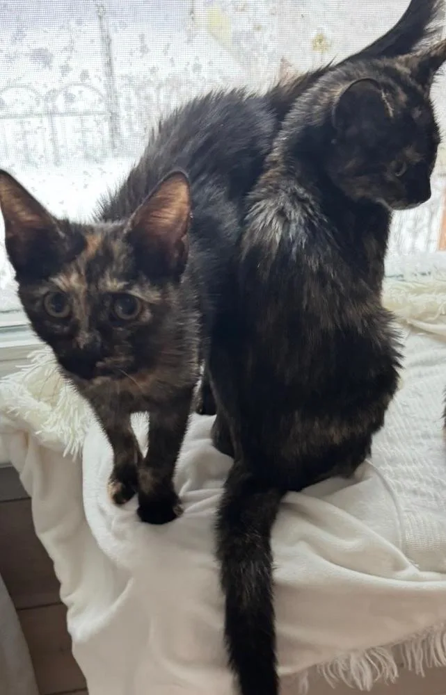 Sprocket thumbnail 5