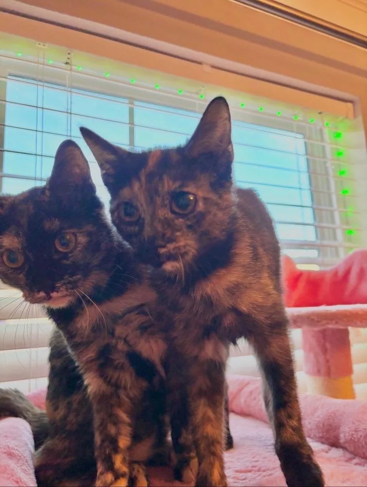 Sprocket thumbnail 6