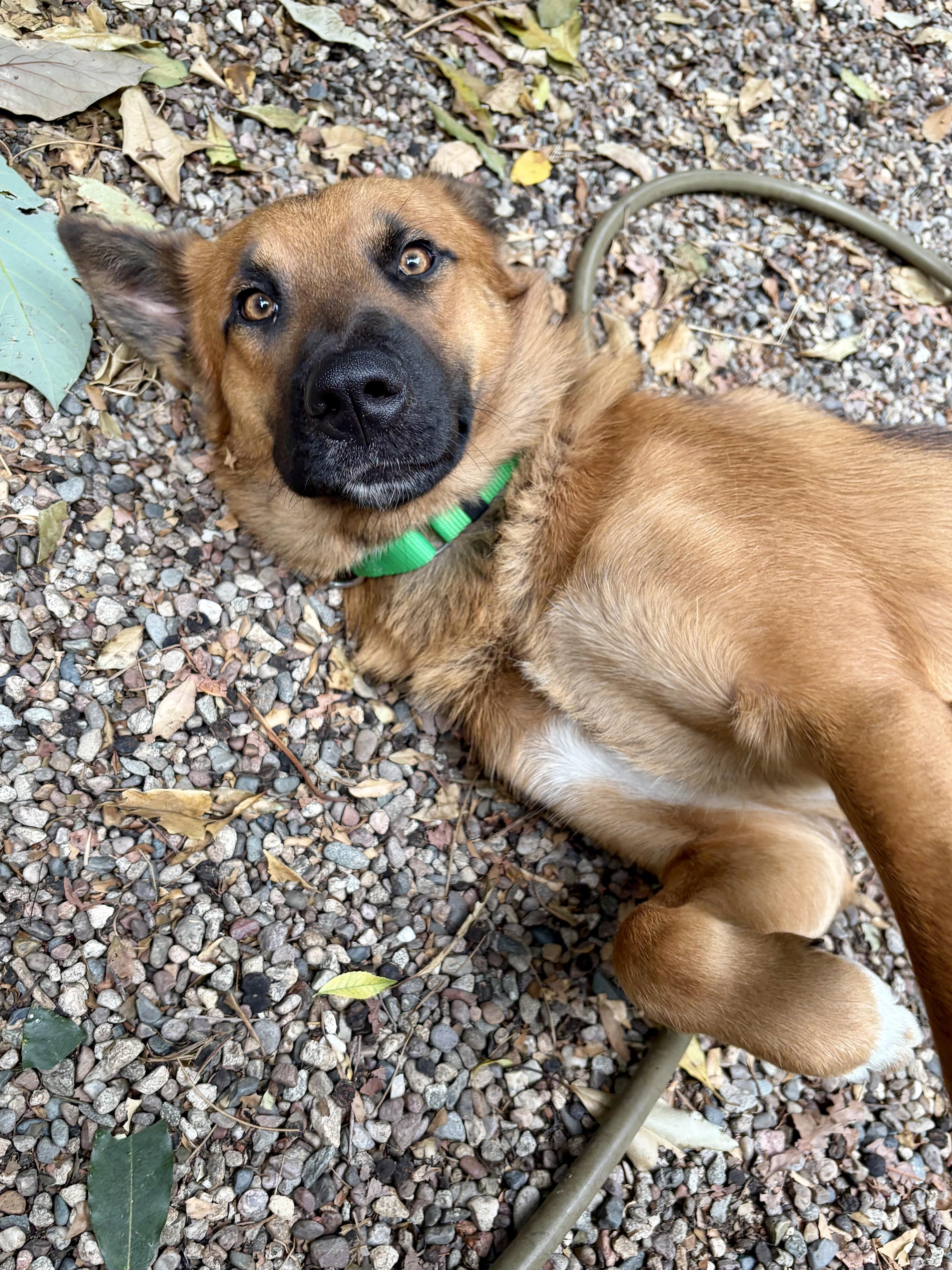 A young medium-sized female Bicolor German Shepherd Dog dog named Hashbrowns for adoption in Los Angeles, CA
