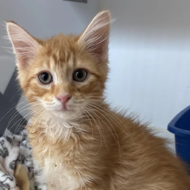 A baby small-sized male Orange / Red Domestic Medium Hair cat named Lawley for adoption in Kanab, UT