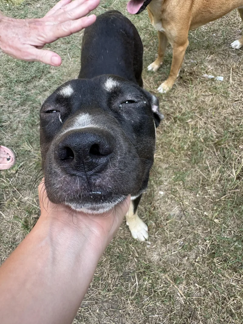 A young large-sized male German Shepherd Dog dog named Ozzy for adoption in polkton, NC
