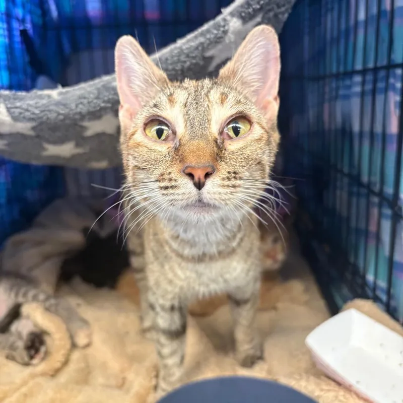 A young medium-sized female Brown / Chocolate Domestic Short Hair cat named Marnie for adoption in Spokane, WA