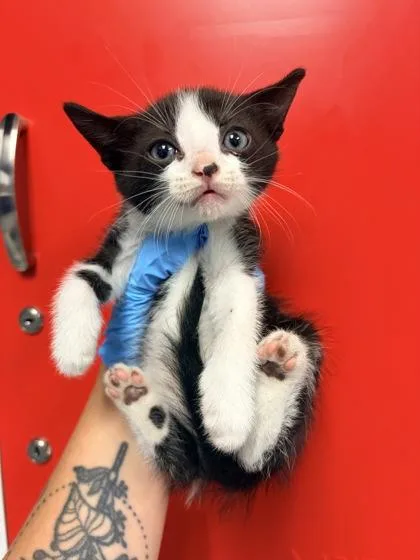 A young small-sized male Domestic Short Hair cat named B Wellington for adoption in North Charleston, SC