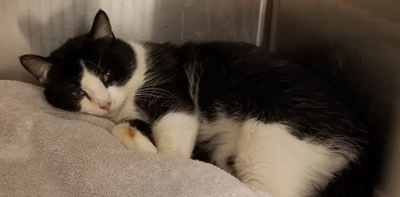 Sylvester thumbnail 2