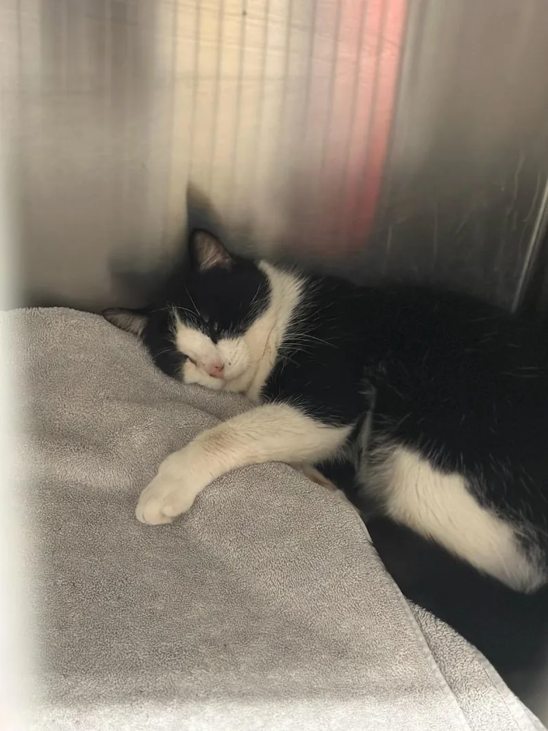 Sylvester thumbnail 3