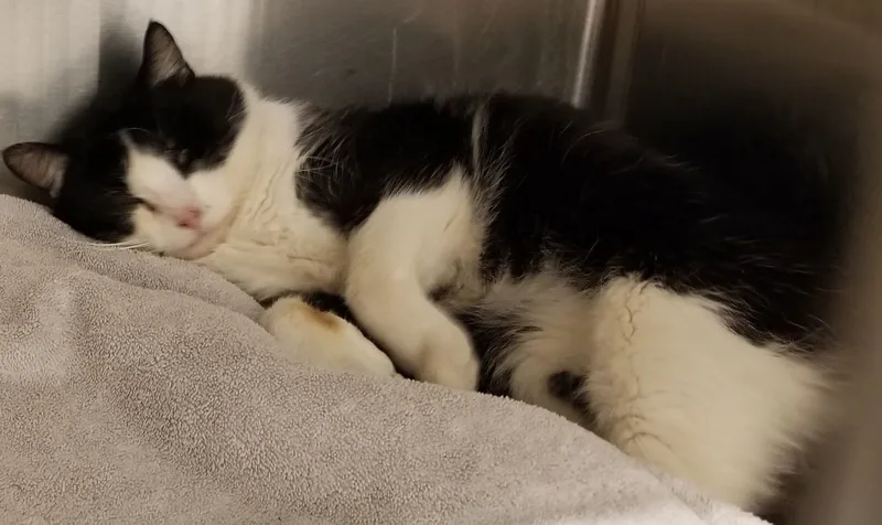 Sylvester thumbnail 4