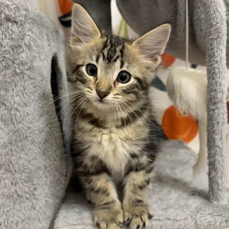 A baby small-sized male Brown / Chocolate Domestic Short Hair cat named Demo for adoption in Houston, TX