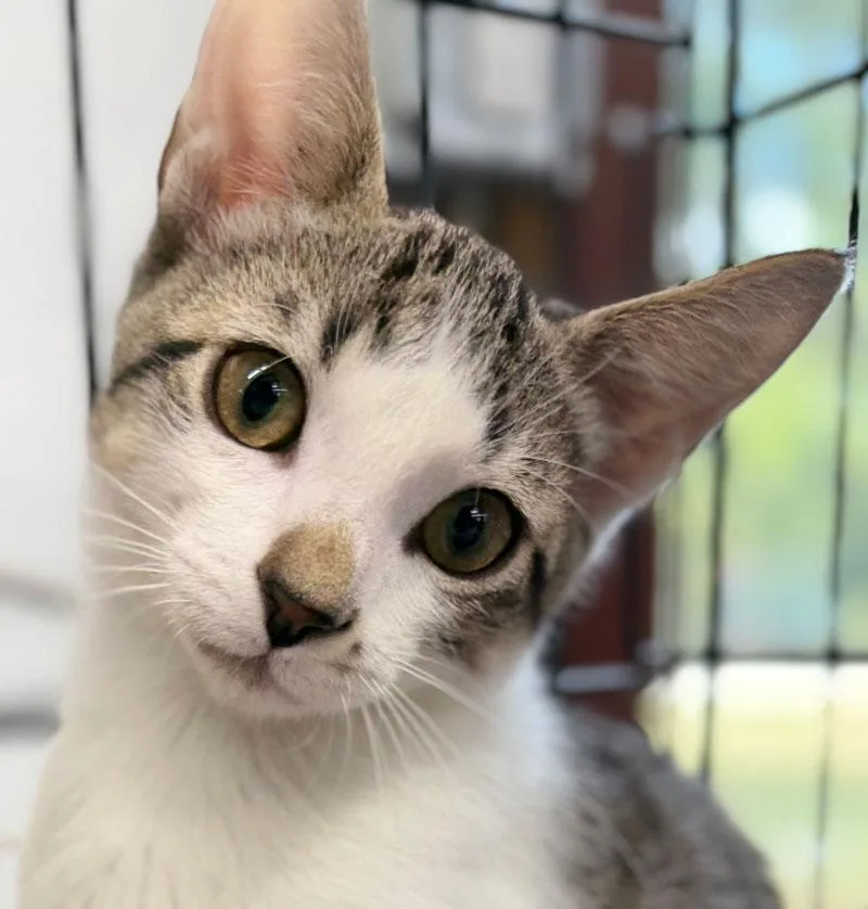 A young medium-sized male American Wirehair cat named Tibby for adoption in Horseshoe Bend, AR
