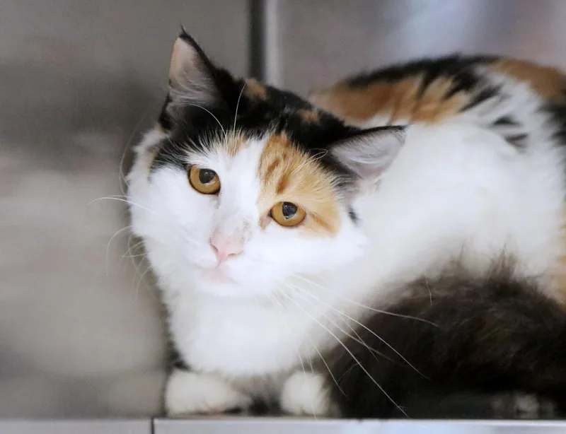 A young medium-sized female Calico Domestic Short Hair cat named Lindsey for adoption in Kansas City, KS