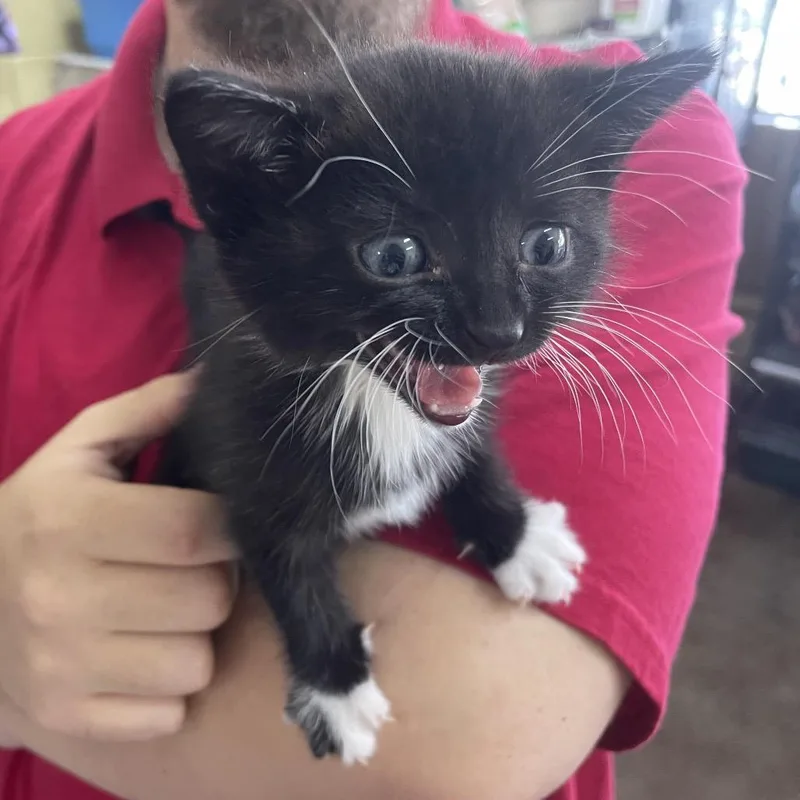 A baby small-sized female Black Domestic Medium Hair cat named Piper for adoption in Springfield, MO