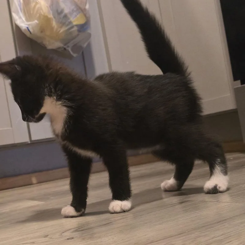 Piper thumbnail 3