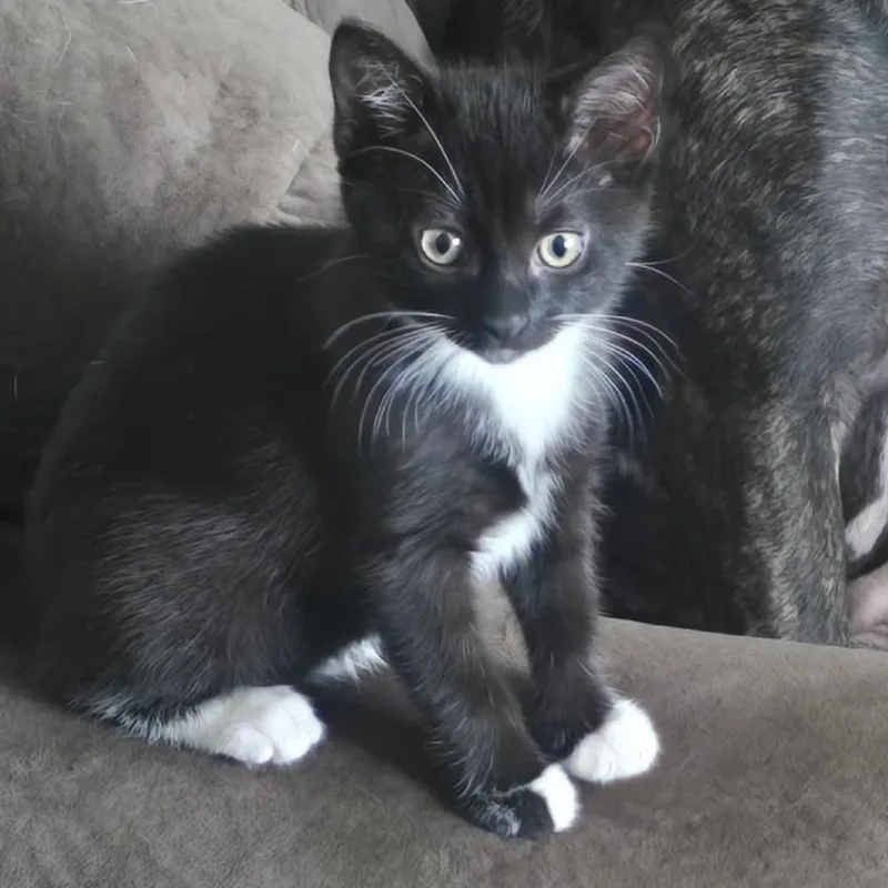 Piper thumbnail 4