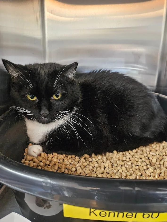 An adult medium-sized female Domestic Short Hair cat named Ziggy for adoption in Maryville, TN
