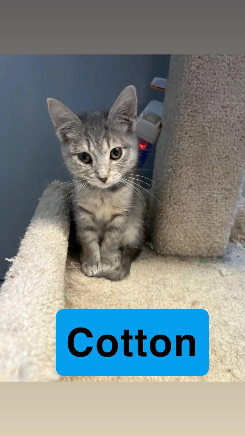 A baby small-sized female Domestic Short Hair cat named Cotton for adoption in Hermitage, PA