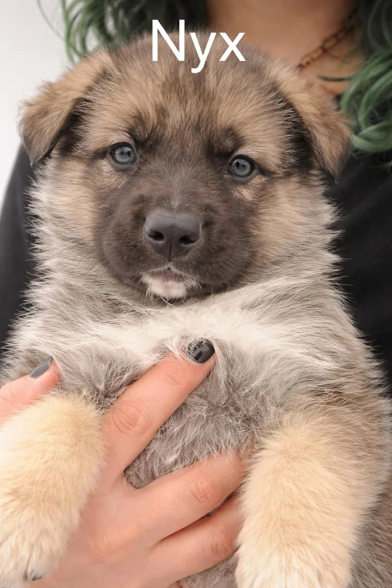 A baby small-sized female Bicolor German Shepherd Dog dog named Nyx for adoption in Windcrest, TX