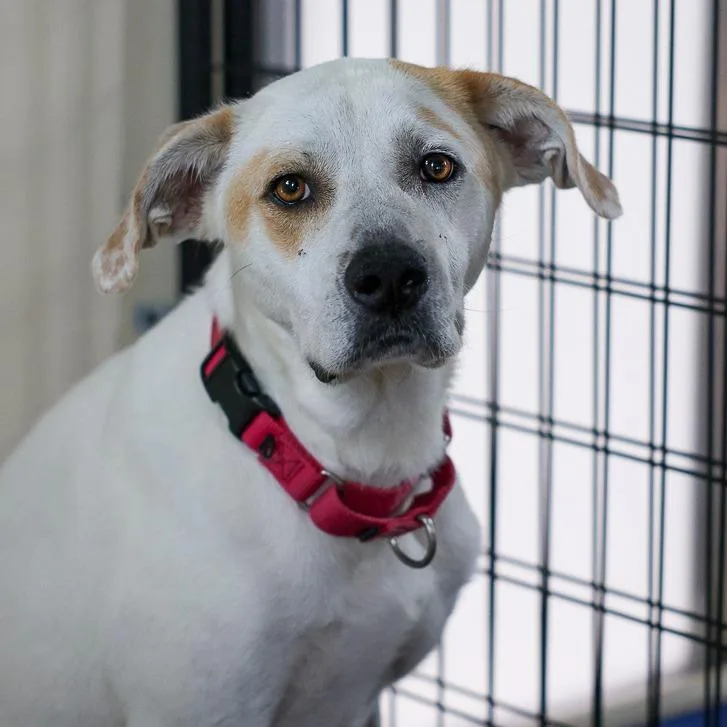 An adult medium-sized female White / Cream Mixed Breed dog named Vickie for adoption in Bradenton, FL