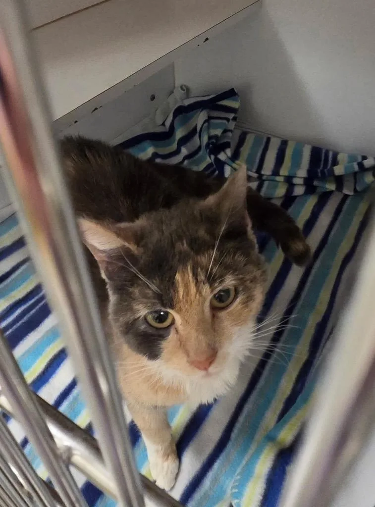 A baby large-sized female Calico cat named Roe for adoption in Liverpool, NY