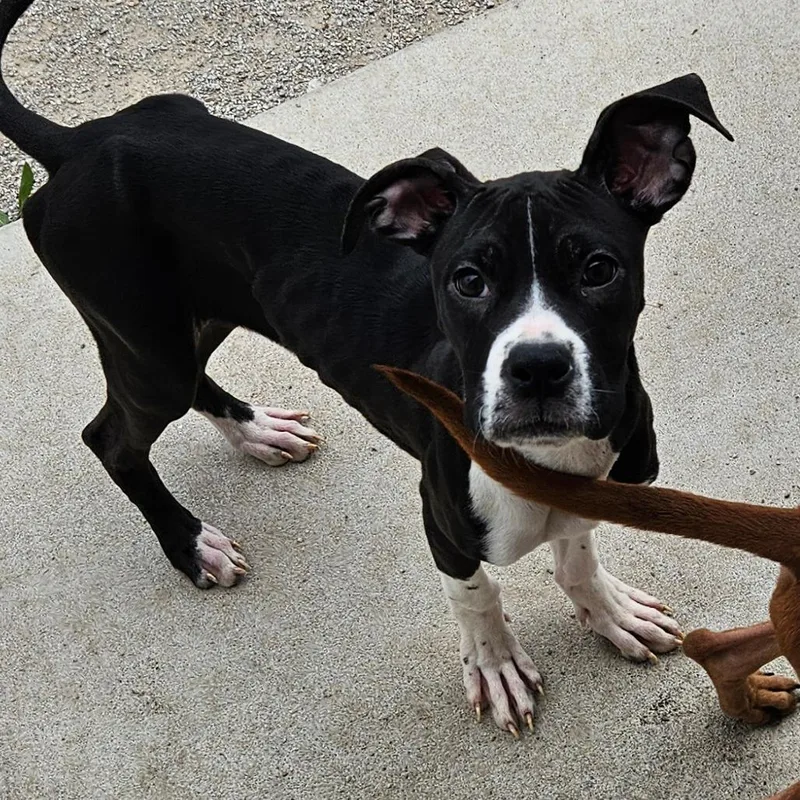 A young small-sized female Black Boxer dog named Velma for adoption in Independence, KS