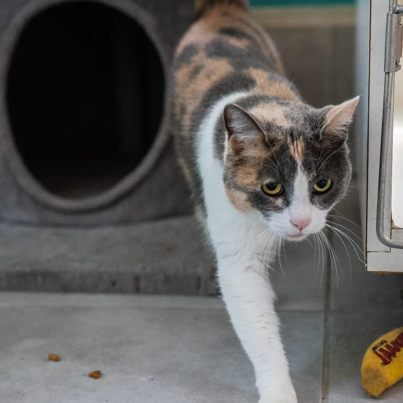 An adult small-sized female Calico Domestic Short Hair cat named Calico Baby for adoption in Fairfax Station, VA