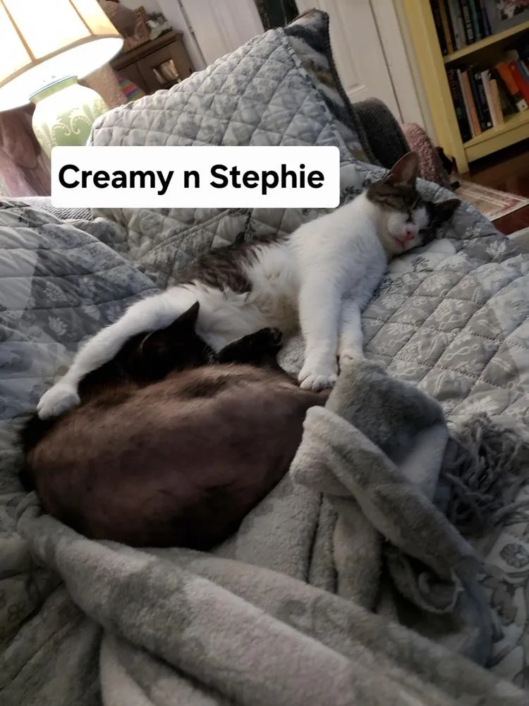 A young medium-sized female Gray & White Tabby cat named Creamy for adoption in Willingboro, NJ