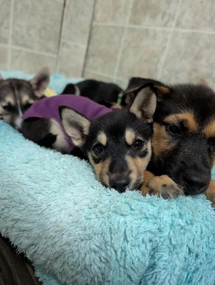 A baby medium-sized female Husky dog named Lockheed Martin for adoption in Waunakee, WI